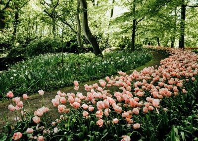 Keukenhof - Nederland